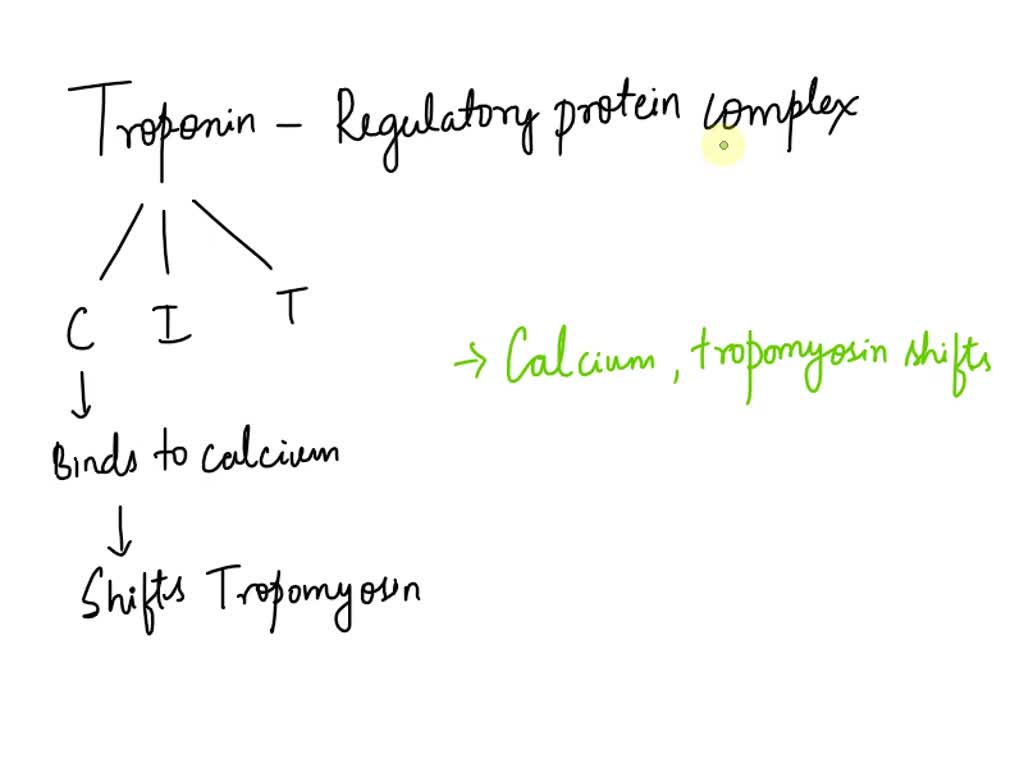 SOLVED: What does troponin bind to and what happens when it binds ...