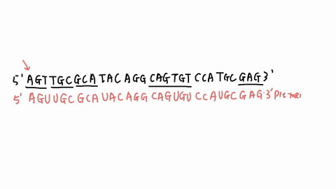 transcribe-the-following-sequence-of-dna-and-splice-together-the-exons-shaded-regions-to-form-mature-mrna-transcript-indicate-directionality-of-vour-mature-mrna-transcript-by-writing-5-and-i-06078