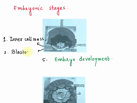 i-need-help-labeling-the-images-below-lab-8reproductive-system-embryology-labeling-elabel-embryonic-stages-5-and-6then-use-the-word-bank-below-to-label-these-images-or-match-the-number-to-th-80297