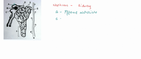 label-these-parts-of-a-nephron-by-writing-the-word-letter-to-the-letter-in-the-space-provided-word-list-collecting-duct-pyramid-afferent-arteriole-efferent-arteriole-peritubular-capillaries-01817