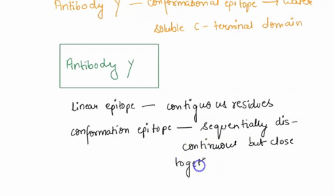 your-lab-has-developed-two-different-antibodies-that-bind-distinct-regions-of-the-same-surface-exposed-protein-from-an-emerging-virus-antibody-x-binds-a-linear-epitope-within-the-small-n-ter-70285