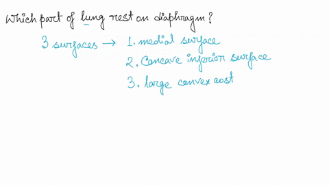 which-part-of-the-lung-rests-on-the-diaphragm-apex-base-97612