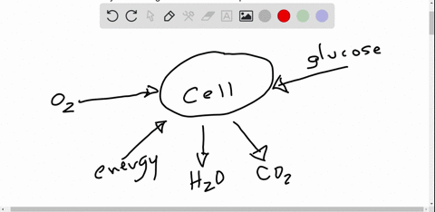 brainliesttt-asap-please-check-my-answer-if-its-wrong-please-correct-me-a-student-made-the-following-diagram-to-represent-cellular-respiration_-cellular-respiration-oxygen-cell-glucose-energ-37471