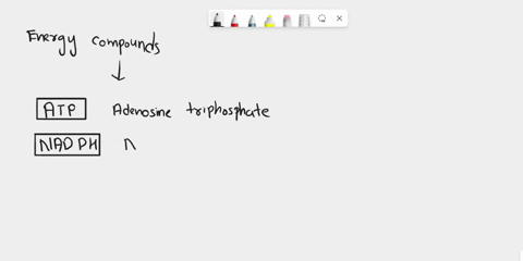 the-two-energy-containing-compounds-created-in-the-light-dependent-reaction-that-are-used-in-the-light-independent-reactions-are-what-and-what-69556