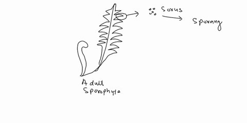 which-of-the-following-statements-is-correct-regarding-the-life-cycle-of-a-fern-the-gametophyte-generation-produces-pollen-the-gametophyte-generation-produces-spores-the-sporophyte-generatio-83428