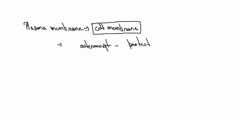 what-is-the-plasma-membrane-of-the-cell-what-are-its-main-functions-74541