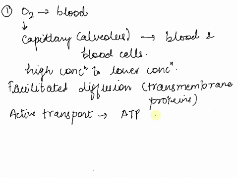 two-processes-that-are-responsible-for-the-movement-of-oxygen-from-the-alveoli-into-the-bloodstream-are-diffusion-and-facilitated-diffusion-osmosis-and-diffusion-osmosis-and-facilitated-diff-65338