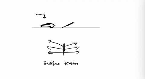 what-items-can-you-gently-float-on-the-water-surface-eg-paperclips-needles-etc-explain-26566