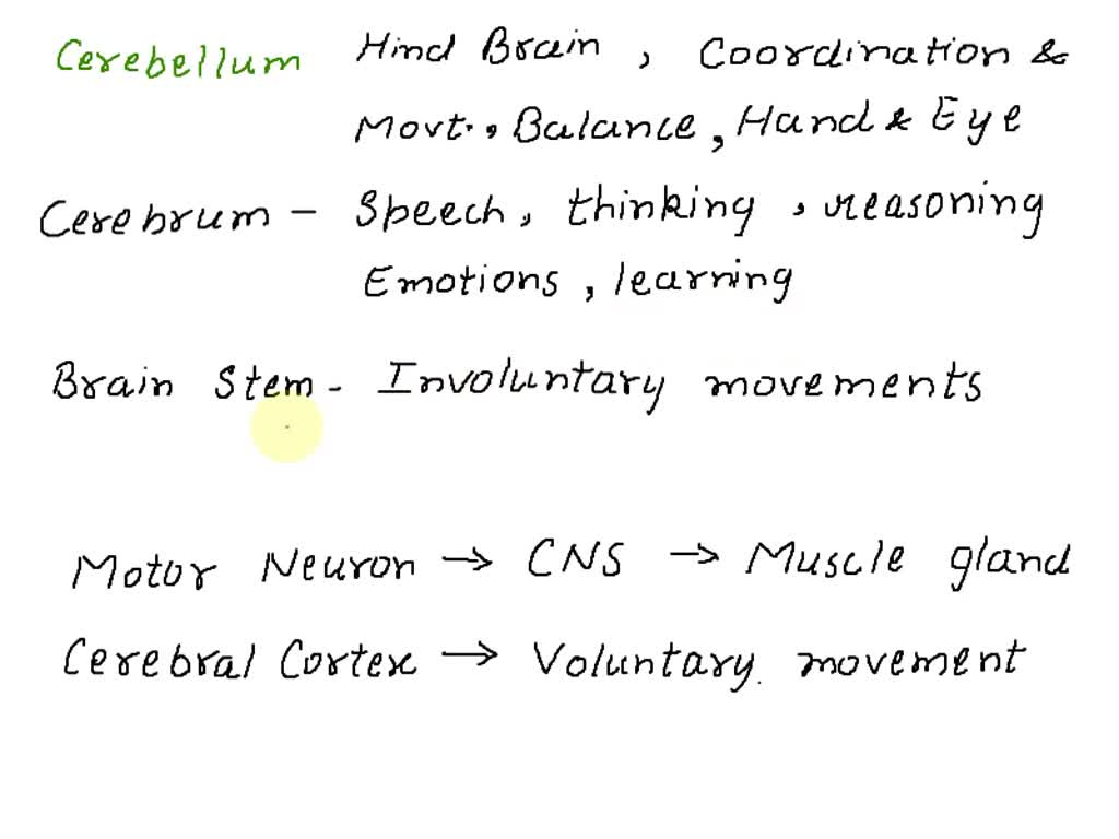 solved-what-are-the-responsibilities-of-the-region-of-the-brain