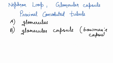 choose-choose-nephron-loop-glomerular-capsule-proximal-convoluled-lubule-distal-convoluted-tubule-glomerulus-82613