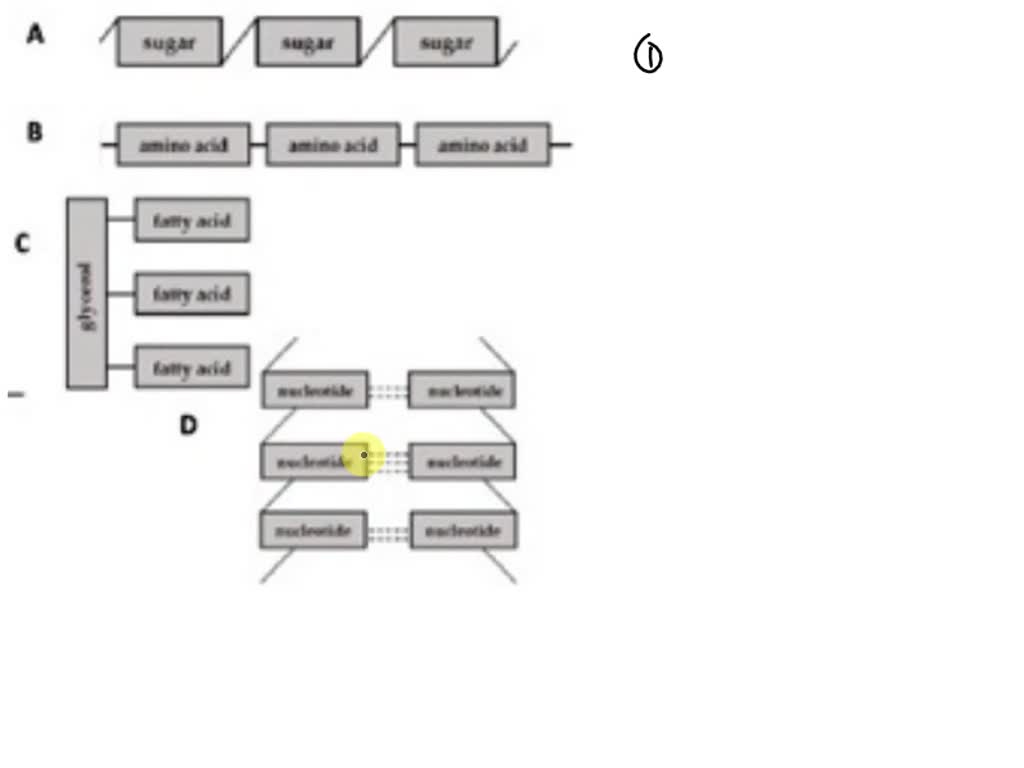 SOLVED: A group of students have just learned about the 4 biomolecules