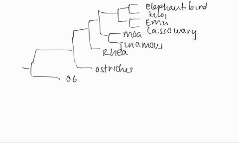 can-phylogenies-that-are-not-the-most-parsimonious-be-accurate-representations-of-evolutionary-history-list-two-or-three-reasons-with-a-brief-explanation-what-would-be-your-next-steps-to-det-73534