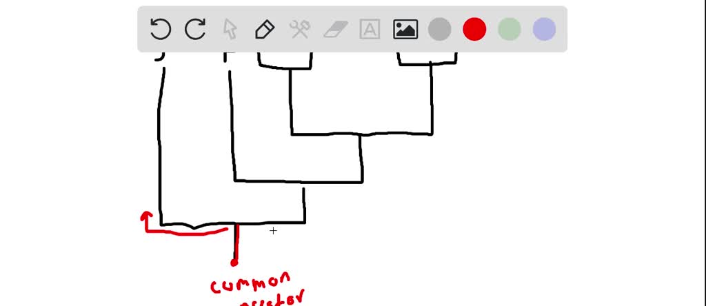 SOLVED: View the cladogram at right. The organisms shown are shark ...