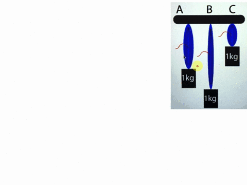 the-accompanying-figure-depicts-an-experiment-designed-to-evaluate-the-5-points-effect-of-muscle-resting-ie-starting-length-on-the-ability-to-produce-force-in-the-frog-gastrocnemius-assuming-20815