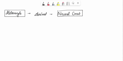 question-18-multiple-dropdownschoose-the-best-answer-for-each-melanocytes-derive-from-neural-crest-cells-select-dorsolaterally-definitive-endoderm-neural-crest-cells-notochord-cells-scleroto-53311