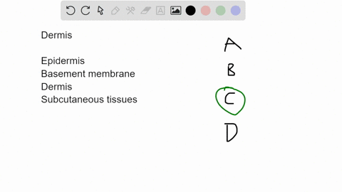 which-are-not-found-in-the-dermis-a-muscles-b-sweat-and-oil-glands-c-fat-cells-d-nerve-cells-28633