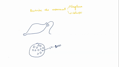 describe-the-movement-of-volvox-colony-and-unicellular-euglena-what-structures-found-on-euglena-is-use-for-locomotion-92907