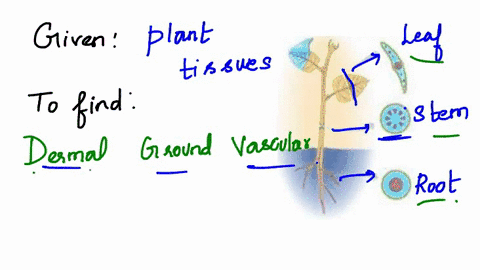 plant-tissue-system-identify-point-each-the-three-tissue-types-dermal-ground-vascular-and-ahat-cell-opcs-from-ahoreare-most-likely-found-each-dermal-tissue-ground-fissue-vascular-tissue-55865