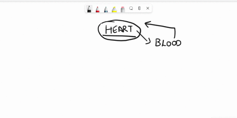 the-first-arteries-that-branch-off-of-the-aorta-and-bring-oxygenated-blood-to-the-heart-muscle-are-the-________-arteries-44719