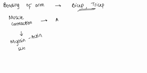 bending-your-forearm-up-and-down-involves-which-of-the-following-1muscle-contraction-2the-use-of-atp-as-an-energy-source-3the-movement-of-actin-and-myosin-filaments-4shortening-of-sarcomeres-85953