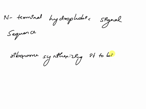 an-n-terminal-hydrophobic-signal-sequence-within-a-newly-synthesized-protein-o-causes-carbohydrate-to-be-added-to-the-signal-sequence-of-the-protein-osignals-it-to-be-digested-within-a-lysos-03787