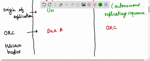 difference-between-prokaryotic-and-eukaryotic-replication