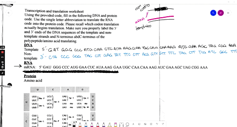 transcription-and-translation-worksheet-using-_-the-provided-code-fill-in-the-following-dna-and-protein-code-use-the-single-letter-abbreviation-to-translate-the-rna-code-into-the-protein-cod-37121