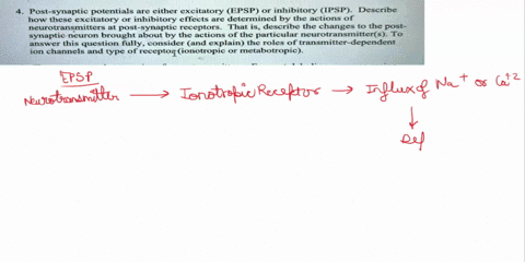 post-synaptic-potentials-are-either-excitatory-epsp-or-inhibitory-ipsp-describe-how-these-excitatory-or-inhibitory-effects-are-determined-by-the-actions-of-neurotransmitters-at-post-synaptic-90017