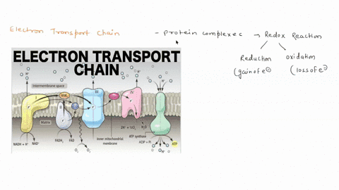 electrons-from-_____-enter-the-electron-transport-chain-where-they-drive-the-________-of-adp-to-atp-59507