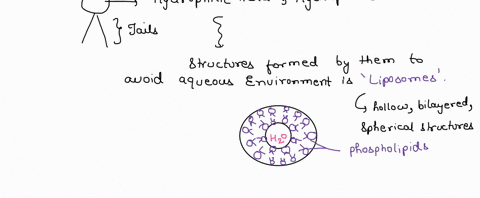 phospholipids-are-examples-of-substances-that-can-form-useful-structures-through-self-assembly-idescribe-the-characteristics-of-a-phospholipid-molecule-that-causes-them-to-form-self-assemble-81495