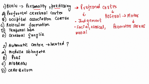 question-9-2-pts-the-region-of-the-brain-responsible-for-your-personality-and-predicting-the-consequence-of-events-or-actions-is-the-prefrontal-cerebral-cortex-occipital-association-cortex-r-95509