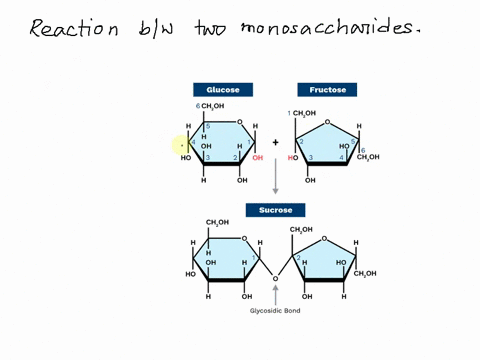 question-28-disaccharide-i5-formed-when-denydration-reaction-joins-tvo-monosaccharides-creating-clycosidicinkage-b-phosphodiesce-bonds-ionic-wonds-peptide-bonds-72297