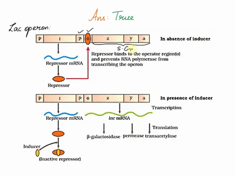 it-is-necessary-for-the-gene-that-codes-for-the-repressor-of-lac-operon-to-be-near-the-structural-genes-true-or-false-58459