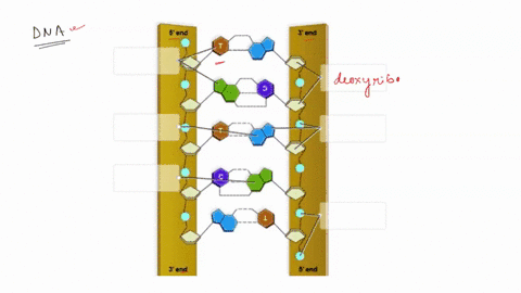 label-the-following-diagram-to-describe-the-structure-of-a-dna-molecule-2-5-end-3-end-nucleotide-125-polnts-deoxyribose-sugar-cbcok-phosphate-group-references-nitrogenous-base-guanine-adenin-70242