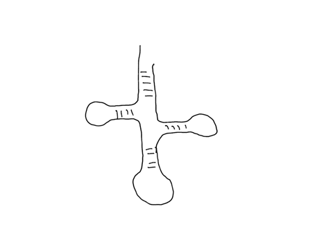aminoacyl-trna-has-the-amino-acid-attached-to-the-_____-of-trna-5-oh-3-oh-2-oh-5-phosphate-anticodon-loop-80446