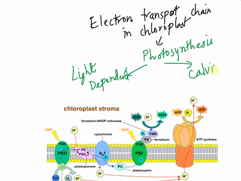 question-15-pts-the-electron-carrier-generated-at-the-end-of-the-electron-transport-chain-in-chloroplasts-is-80978
