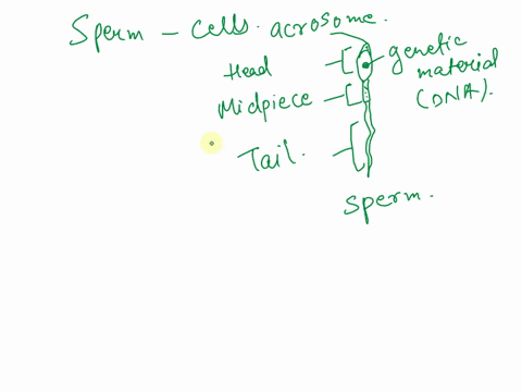 during-gametogenesis-a-sperm-cell-undergoes-considerable-structural-change-what-are-the-basics-of-sperm-structure-and-how-does-it-relate-to-the-function-21931