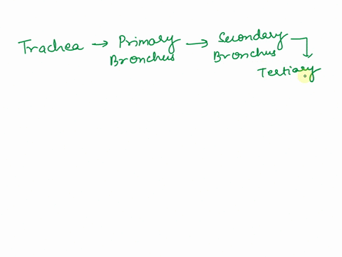 place-the-respiratory-structures-into-the-order-that-air-would-pass-through-them-during-a-normal-inspiration-outside-of-body-secondary-bronchus-terminal-bronchiole-alveolar-duct-primary-bron-70381