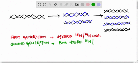 in-1958-meselson-and-stahl-conducted-an-experiment-to-determine-which-of-the-three-proposed-methods-of-dna-replication-was-correcl-identify-the-three-proposed-models-for-dna-replication-cons-68267