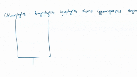 draw-phylogenetic-tree-that-distinguishes-between-bryophytes-lycophytes-pteridophytes-gymnosperms-and-angiosperms-indicate-the-following-traits-on-your-phylogeny-stomata-vessel-elements-root-60737
