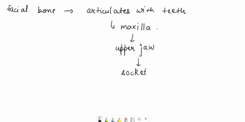 which-of-these-facial-bones-articulates-with-teeth-lacrimal-palatine-vomer-maxilla-nasal-73527
