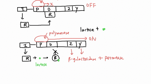 a-mutant-strain-of-e-coli-produces-p-galactosidase-in-the-presence-and-in-the-absence-of-lactose-where-in-the-operon-might-the-mutation-in-this-strain-occur-and-why-in-the-promoter-region-of-45224