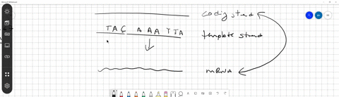 a-mutation-causes-the-insertion-of-a-single-nucleotide-into-a-template-strand-of-dna-how-will-the-mutant-protein-compare-to-the-wild-type-protein-a-both-of-the-proteins-will-be-the-same-no-c-30601