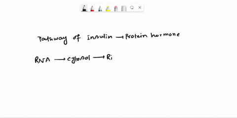 describe-the-pathway-of-the-protein-hormone-insulin-from-its-gene-to-its-export-from-a-cell-of-you-2-86485