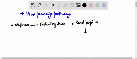 urine-passes-irom-the-renal-papilla-into-a-multiple-cholce-collecting-duct-then-to-a-minor-calyx-then-t0-major-calyx-renal-pelvis-then-to-major-calyx-then-ureter-major-calyx-then-t0-minor-ca-71818