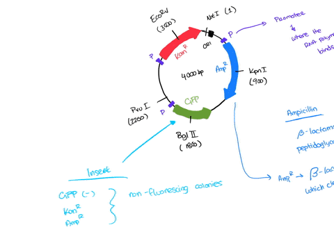 good-afternoon-may-you-please-assist-with-question-3-thisnis-for-genetics-s-plasmids-4-youranswer-functions-in-bacteria-pvui2200-4000bp-pgreen-kar-ori-3500-ecorv-bgi1800-amp-a-not1-positions-78129