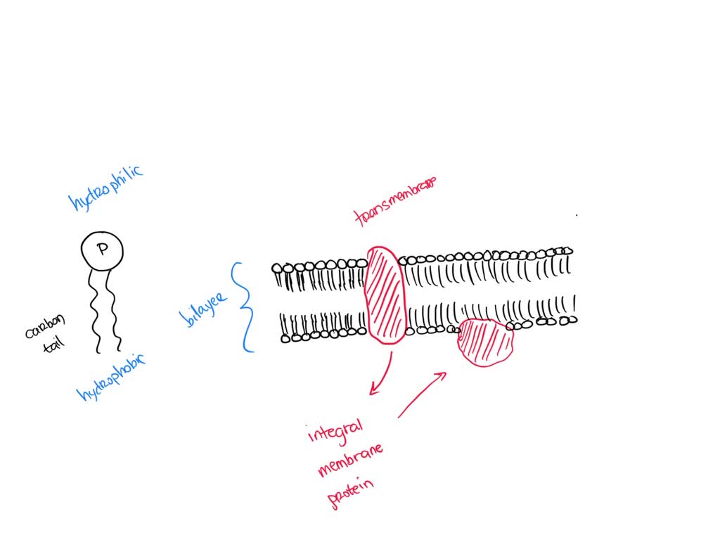 SOLVED: Question 6 1. Diagram cell membrane and label the phospholipid ...