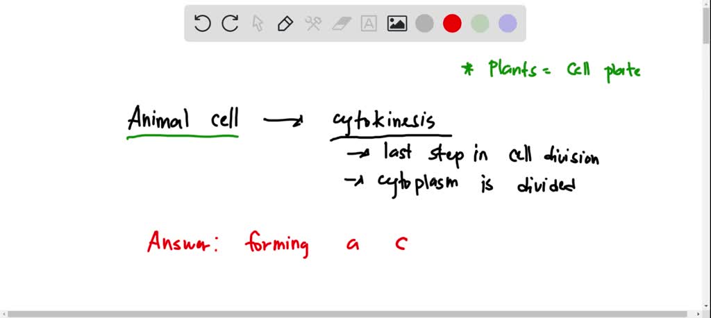 SOLVED: 'stion 11 Animal cells typically achieve cytokinesis by Oa binary fission 0 bchromosome condensation Oc forming a cleavage furrow that pinches the cell into two. forming a cell plate across the SOLVED: 'stion 11 Animal cells typically achieve cytokinesis by Oa binary fission 0 bchromosome condensation Oc forming a cleavage furrow that pinches the cell into two. forming a cell plate across the