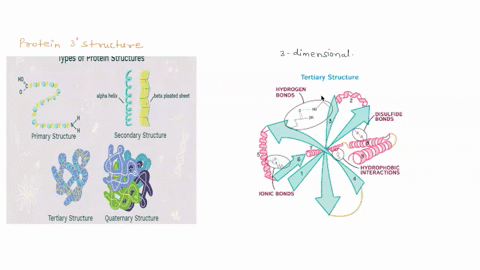the-major-stabilizing-factor-in-protein-tertiary-structure-is-covalent-bonds-hydrogen-bonds-c-electrostatic-bonds_-d-disulfide-bonds-the-hydrophobic-effect_-the-vanderwaals-effect_-all-of-th-75586