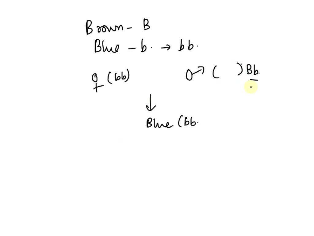 SOLVED: 1. In Basic Eye Color In Humans, Brown (B) Is Dominant To Blue ...